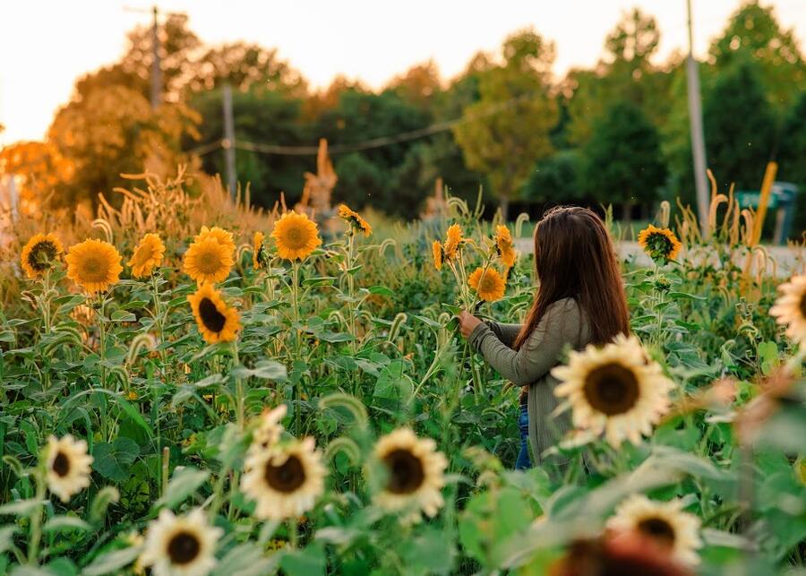 Pick Your Own Flowers! – East Beach Flower Farm