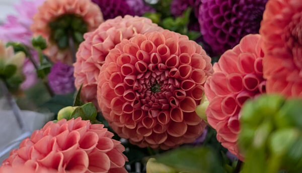 Dahlia 'Cornel Bronze'