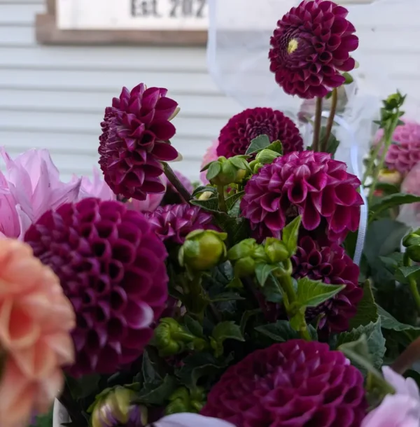 Dahlia 'Ivanetti'