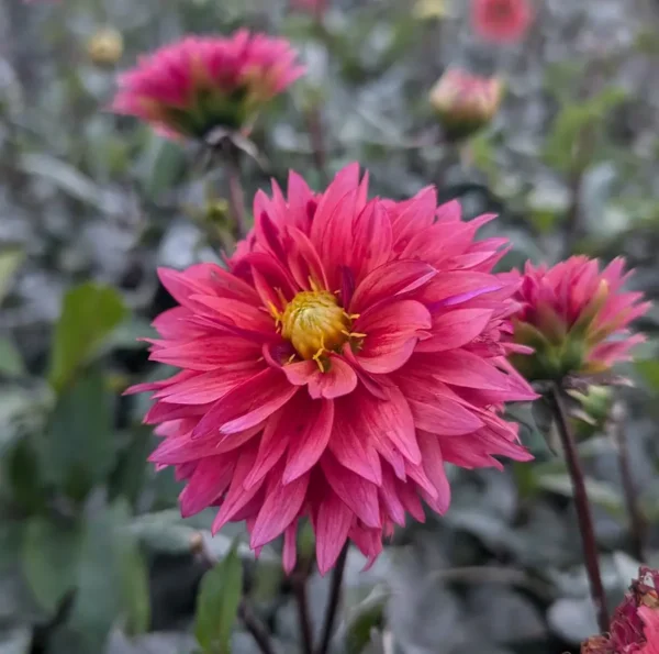 Dahlia 'Sonic Bloom'