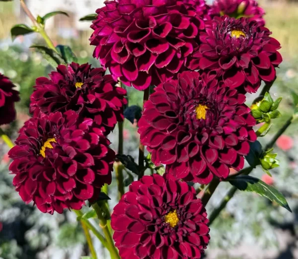 Dahlia 'Ferncliff Ebony'