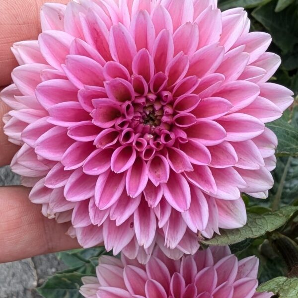 Dahlia 'Sandra'