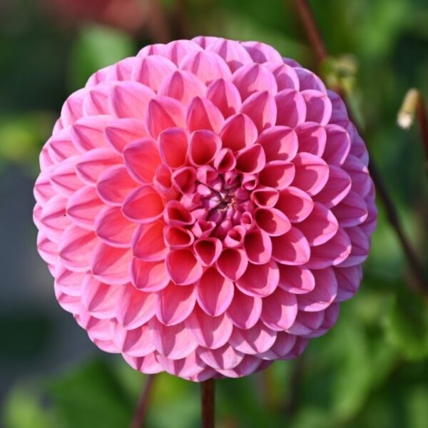 Dahlia 'Sweet Fabienne'