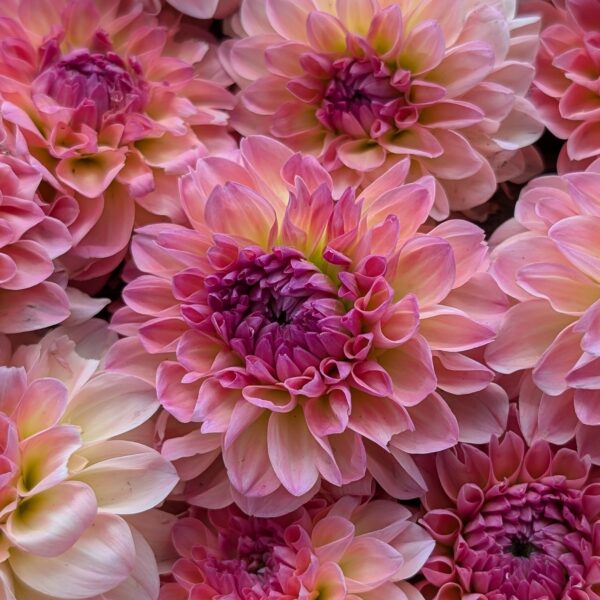Dahlia 'Lindas Baby'